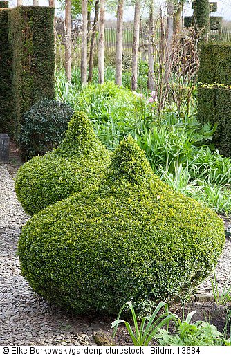 Topiary im Garten  Buxus sempervirens