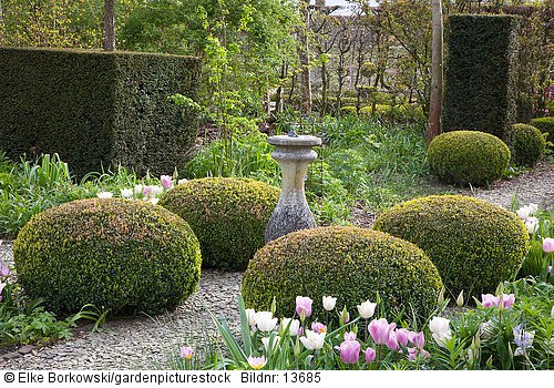 Formaler Garten mit Tulpen  Tulipa Synaeda Amor  Tulipa Shirley  Tulipa Lilac Cup