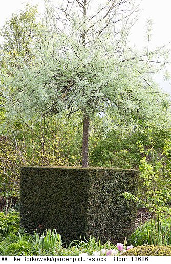Topiary im Garten  Taxus  Pyrus salicifolia Pendula