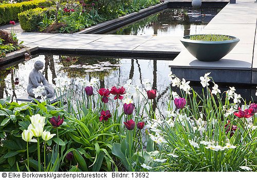 Moderner Garten im Frühling  Tulipa Ronaldo  Tulipa negrita