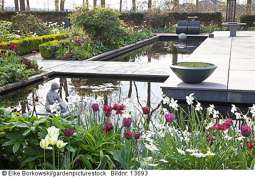 Moderner Garten im Frühling  Tulipa Ronaldo