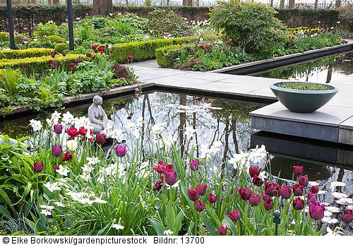 Moderner Garten im Frühling  Tulipa Ronaldo  Tulipa Negrita