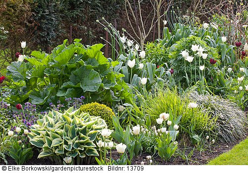 Beet mit Tulpen und Stauden  Tulipa White Triumphator  Buxus sempervirens  Pulmonaria  Crambe cordifolia  Hakonechloa macra