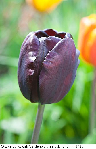 Portrait Tulpe  Tulipa Queen of Night