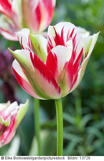 Portrait Tulpe  Tulipa Flaming Spring Green
