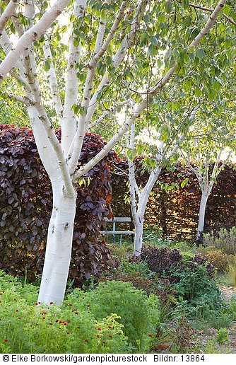 Birken im Garten  Betula jaquemontii Grayswood Ghost