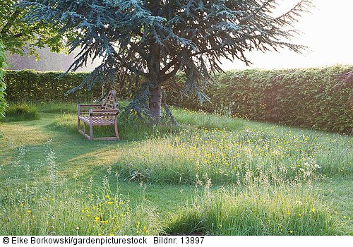 Sitzplatz unter Blauzeder und Wildblumenwiese  Gräser  Butterblume  Wiesenkerbel  Ranunculus  Anthriscus sylvestris  Cedrus atlantica