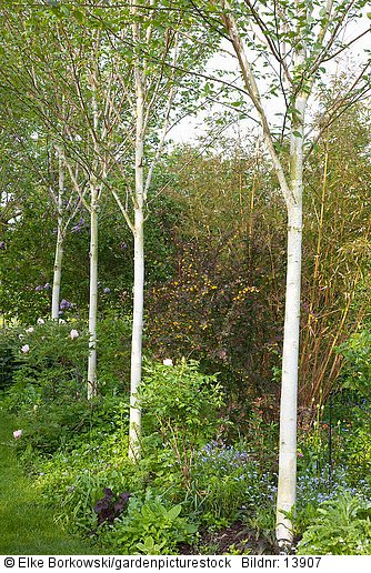 Birken im Garten Betula jaquemontii
