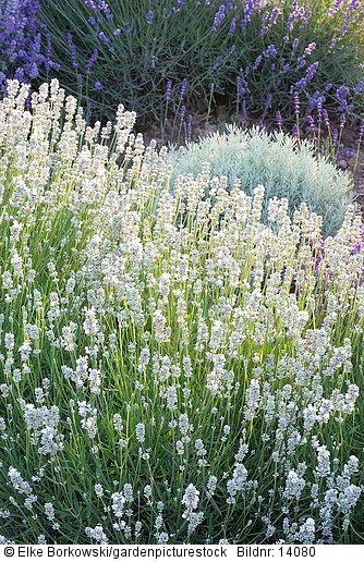 Portrait Lavendel  Lavandula angustifolia Arctic White