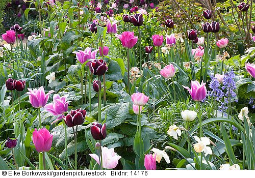 Beet mit Tulpen  Tulipa Fontainebleau  Tulipa Negrita  Tulipa Ballade