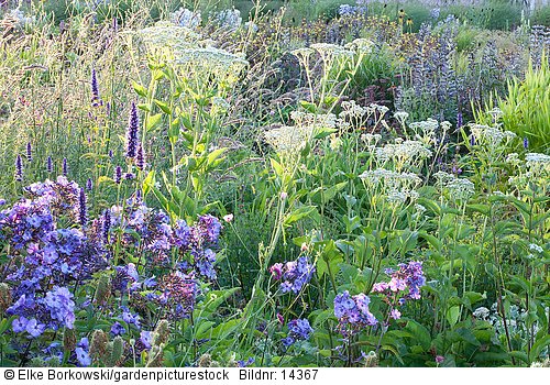 Kombination  Agastache Black Adder  Phlox Blue Paradise Parthenium integrifolium