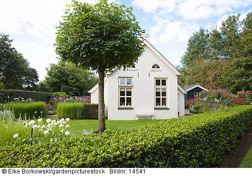 Haus mit Vorgarten und Kugelbaum  Tilia cordata Green Globe