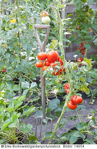 Tomaten im Gewächshaus  Solanum lycopersicum