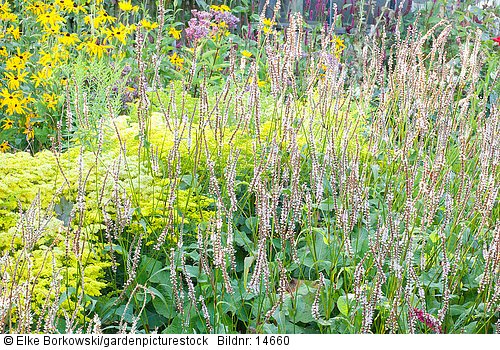 Beet mit Knöterich  Goldrute und Sonnenhut  Persicaria amplexicaulis Pink Mist  Solidago  Rudbeckia subtomentosa