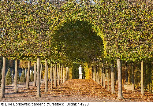 Lindenallee im Schwetzinger Schlossgarten  Tilia cordata
