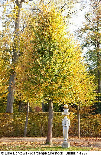 Linde im Schwetzinger Schlossgarten  Tilia cordata