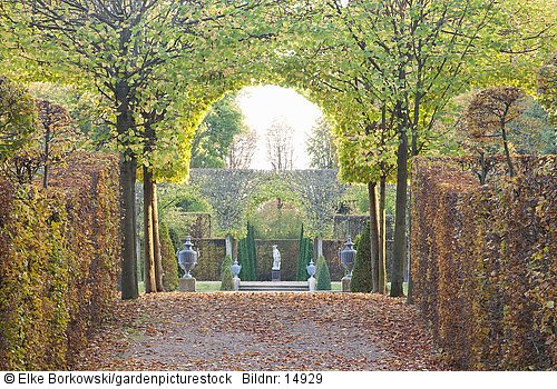 Lindenallee im Schwetzinger Schlossgarten  Tilia cordata  Carpinus betulus