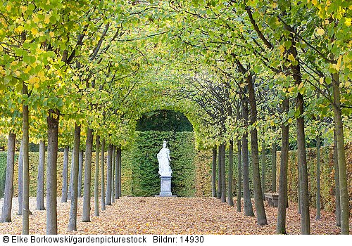 Laubengang im Schwetzinger Schlossgarten  Tilia cordata