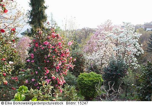Magnolien und Kamelien im Botanischen Garten von Otto Eisenhut