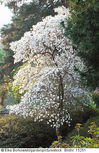Sternmagnolie  Magnolia stellata