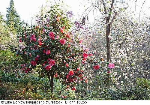 Kamelie  Camellia japonica Interval