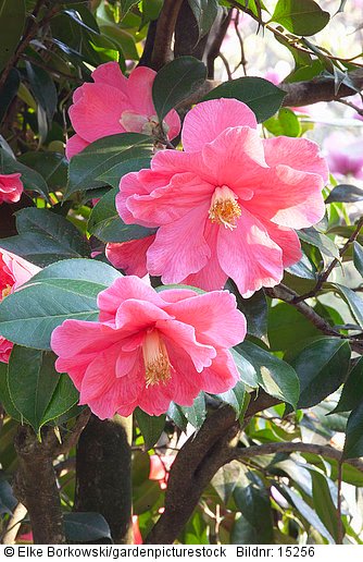 Kamelie  Camellia japonica Interval