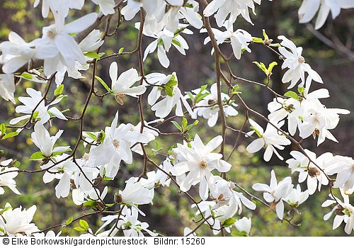 Magnolia loebneri Spring Snow