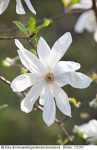 Portrait Magnolienblüte  Magnolia loebneri Spring Snow