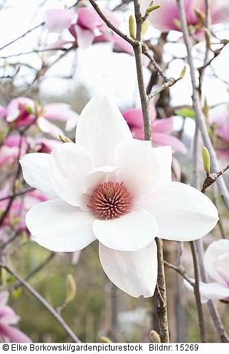 Magnolia Athene   Mark Jury x Magnolia soulangiana Lennei Alba