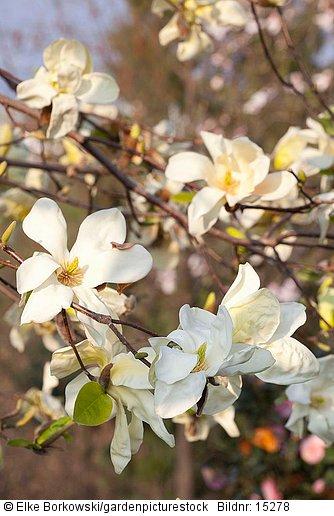Magnolia acuminata Sundance