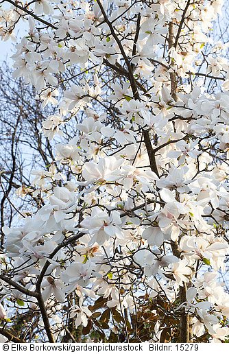 Sternmagnolie  Magnolia stellata