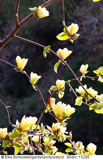 Gelbe Magnolie  Magnolia