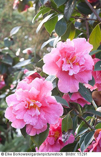 Kamelie  Camellia williamsii