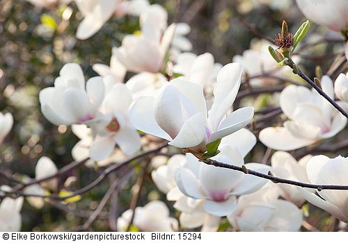 Magnolia x campbelli