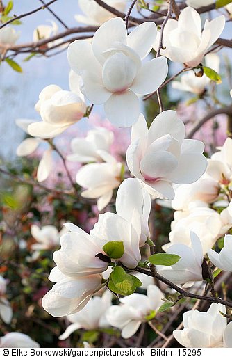 Magnolia x campbelli