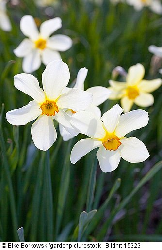 Narcissus Barrii conspicuus