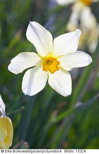 Narcissus Barrii conspicuus