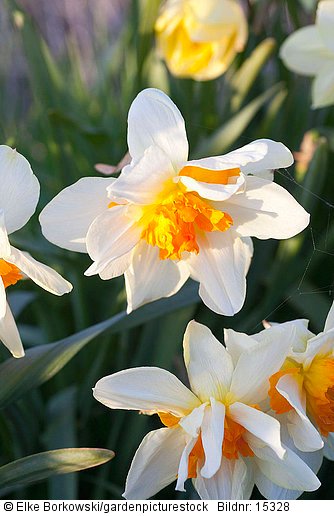 Narcissus Insulinde
