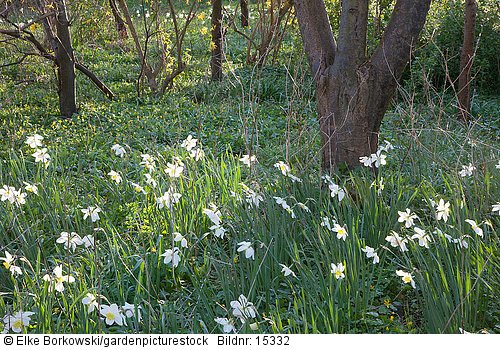 Narcissus White Lady im Gras unter Bäumen