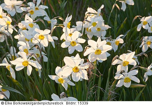 Narcissus White Lady
