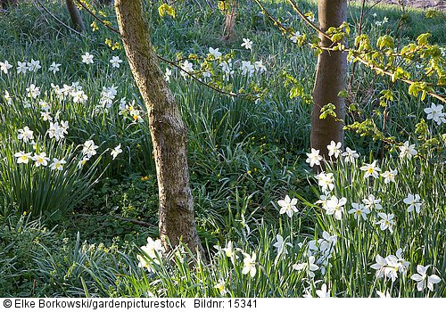 Narcissus White Lady im Gras unter Bäumen