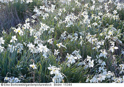 Narcissus White Lady   mit hängenden Blüten nach Frost