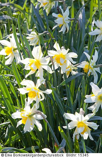 Narcissus Argent