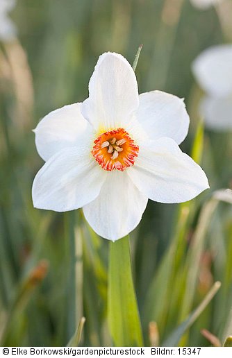 Narcissus poeticus Firetail