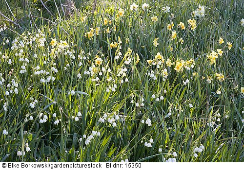 Narcissus Canary Bird  Leucojum aestivum Gravetye Giant