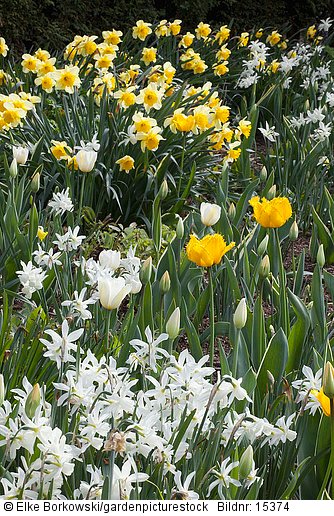 Tulpen und Narzissen  Tulipa Narcissus triandrus Thalia