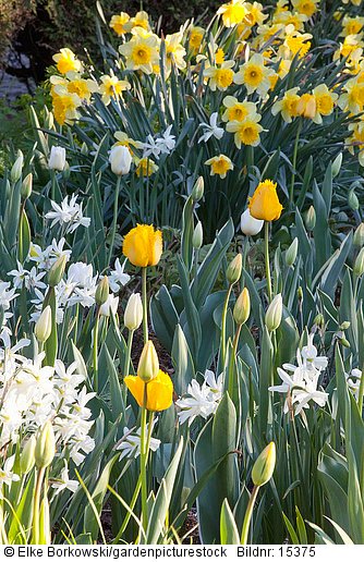 Tulpen und Narzissen  Tulipa Narcissus triandrus Thalia