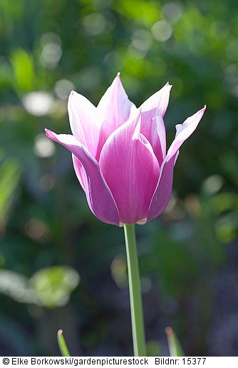 Tulpe  Tulipa Ballade