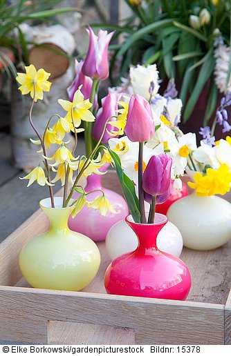 Tulpen  Hundszahn  und Narzissen in Vasen
