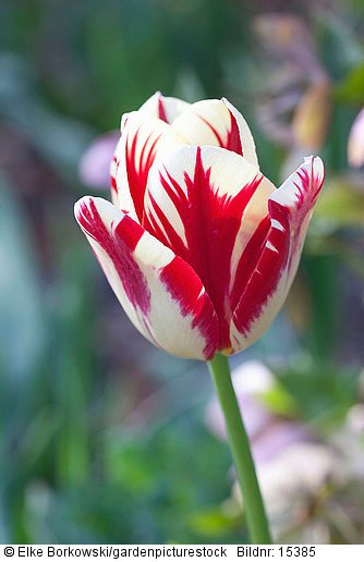 Tulpe  Tulipa